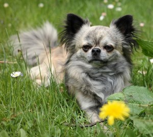 Chihuahua A Pelo Lungo Carattere E Prezzo Idee Green