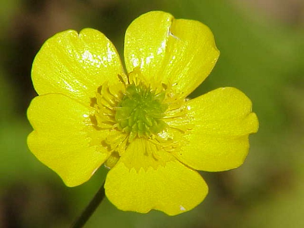 Ranuncoli: Fiori E Loro Coltivazione - Idee Green