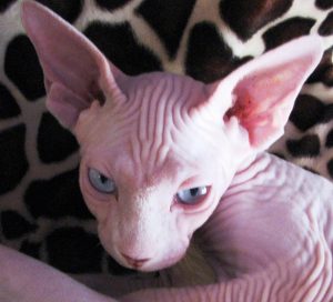 Gatto Sphynx Carattere E Prezzo Idee Green