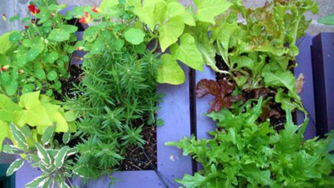 Allestire un Orto Biologico sul balcone - Idee Green