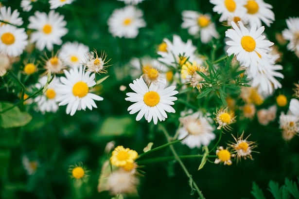 Margherita Il Fiore E Le Sue Proprieta Curative Idee Green