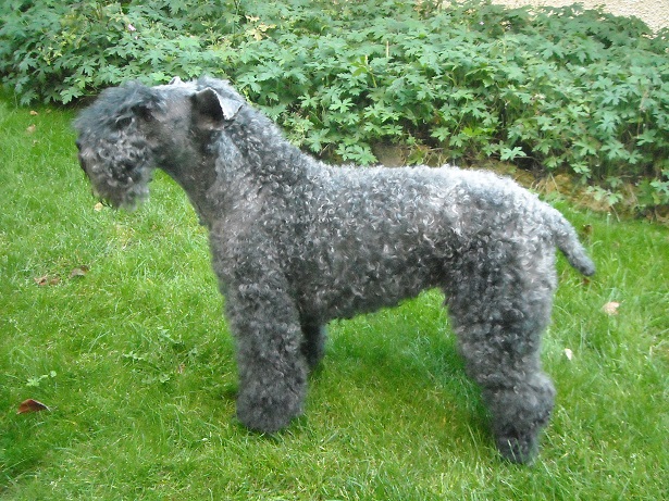 Kerry Blue Terrier: carattere e costo - Idee Green