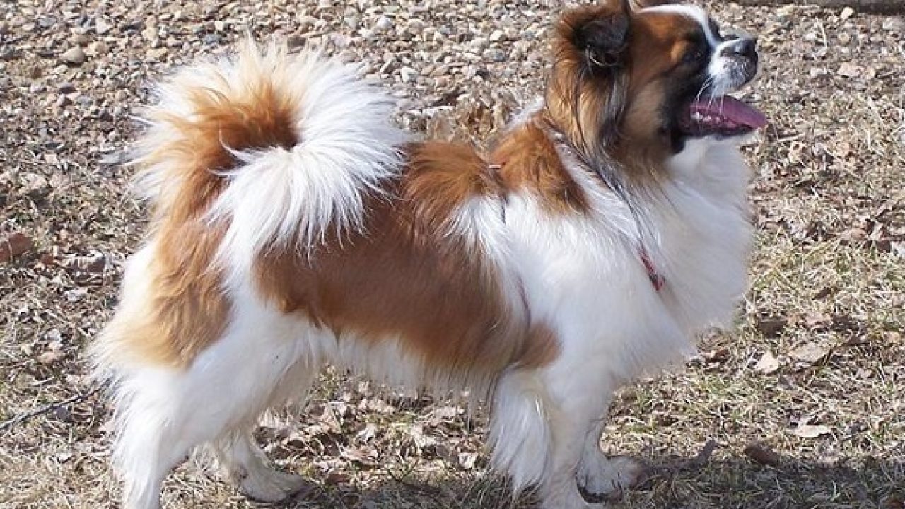 Tibetan Spaniel Allevamento E Carattere Idee Green