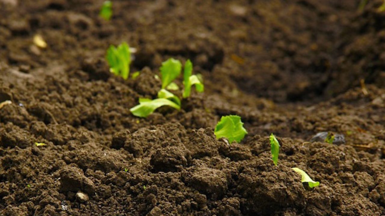 Fertilita Del Suolo Tutte Le Info Idee Green