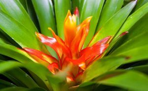 Bromelia: Pianta E Cura - Idee Green