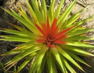 Bromelia: Pianta E Cura - Idee Green