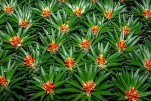 Bromelia: Pianta E Cura - Idee Green