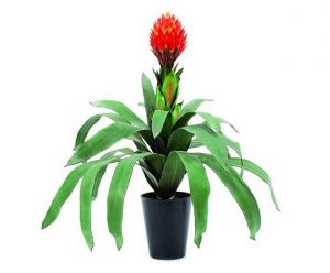 Bromelia: Pianta E Cura - Idee Green