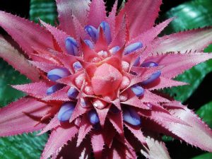 Bromelia: Pianta E Cura - Idee Green