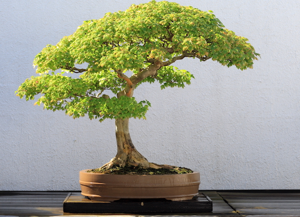 Bonsai da interno e bonsai da esterno - Idee Green