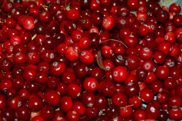 Cranberry Mirtillo Rosso Americano Idee Green