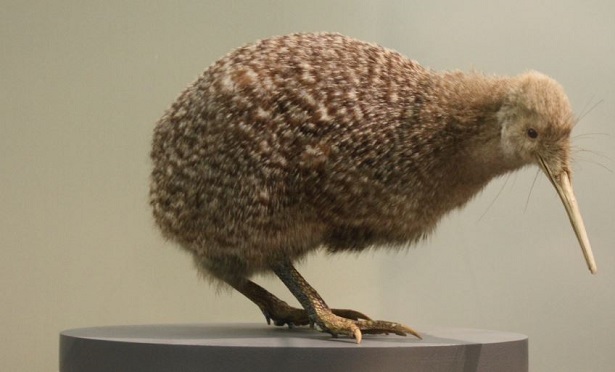 kiwi uccello con becco lungo sveglio NUOVA ZELANDA' Cappello con visiera