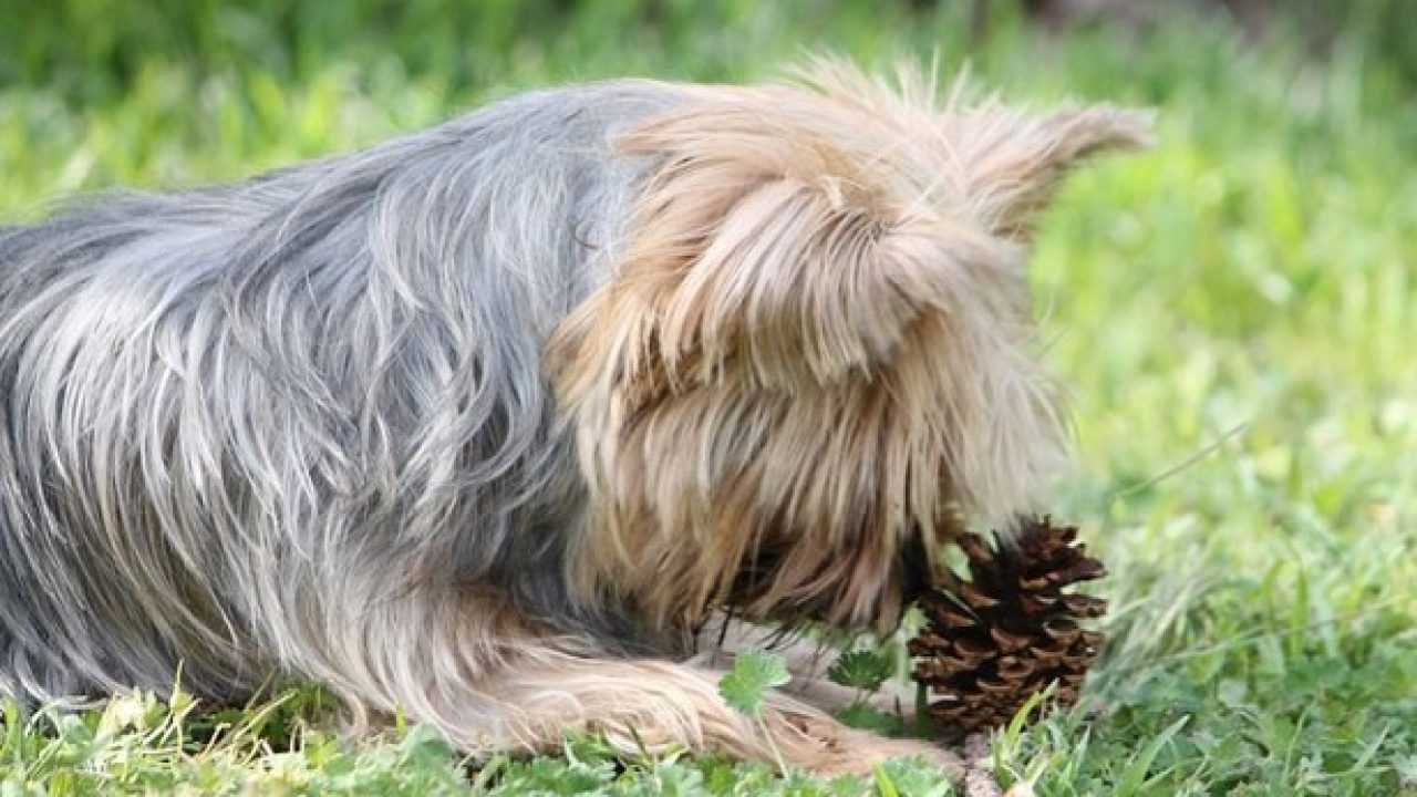 Mastocitoma Nel Cane Cause E Sintomi Idee Green