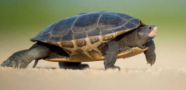 Come Si Chiama Il Guscio Della Tartaruga.Carapace Significato Idee Green