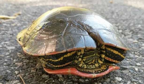 Come Si Chiama Il Guscio Della Tartaruga.Carapace Significato Idee Green