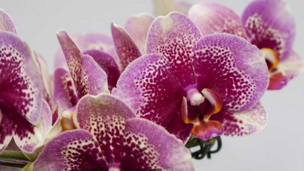 Phalaenopsis Descrizione E Cura Idee Green