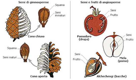 Differenze Tra Piante Angiosperme E Gimnosperme Idee Green