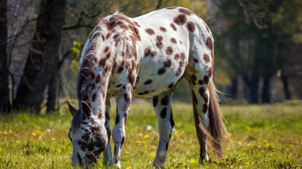 Cavallo Appaloosa Caratteristiche E Allevamento Idee Green